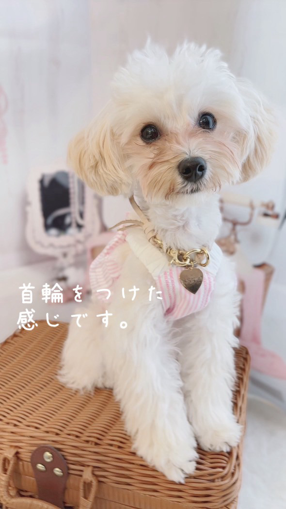 2個　真鍮ネームタグ付き首輪チョーカー、ネックレス　革レザー