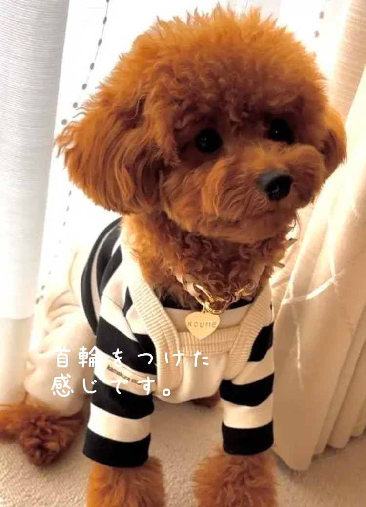 2個　真鍮ネームタグ付き首輪チョーカー、ネックレス　革レザー