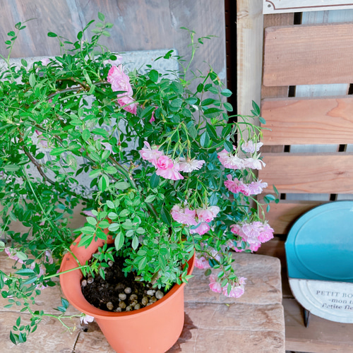 現品！アーチ型つるバラ♡八女津姫【毎年楽しめる可愛い小輪ピンクミニ