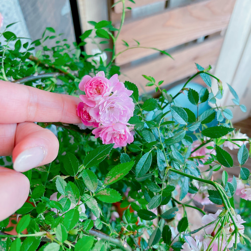 現品！アーチ型つるバラ♡八女津姫【毎年楽しめる可愛い小輪ピンクミニ