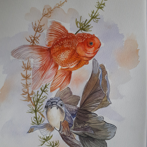 水彩画 金魚 絵画 makochin 通販 15901426|Creema(クリーマ) 水彩画 金魚 絵画 makochin 通販 15901426|Creema(クリーマ)