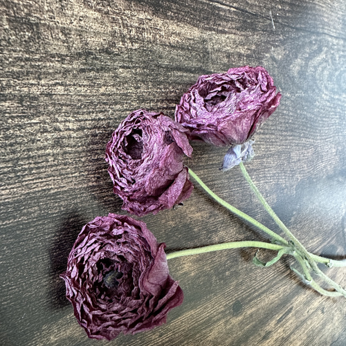 2輪】ラナンキュラス・ボルドー ドライフラワー Flower shop teto 通販