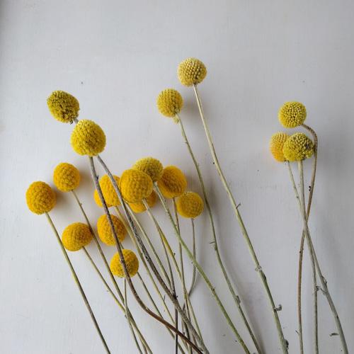 クラスペディアのドライフラワー ドライフラワー nyao-mery 通販