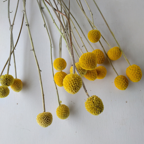 クラスペディアのドライフラワー ドライフラワー nyao-mery 通販