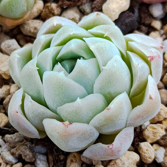ヒューミリス 多肉植物 多肉植物 多肉✩モンスター 通販
