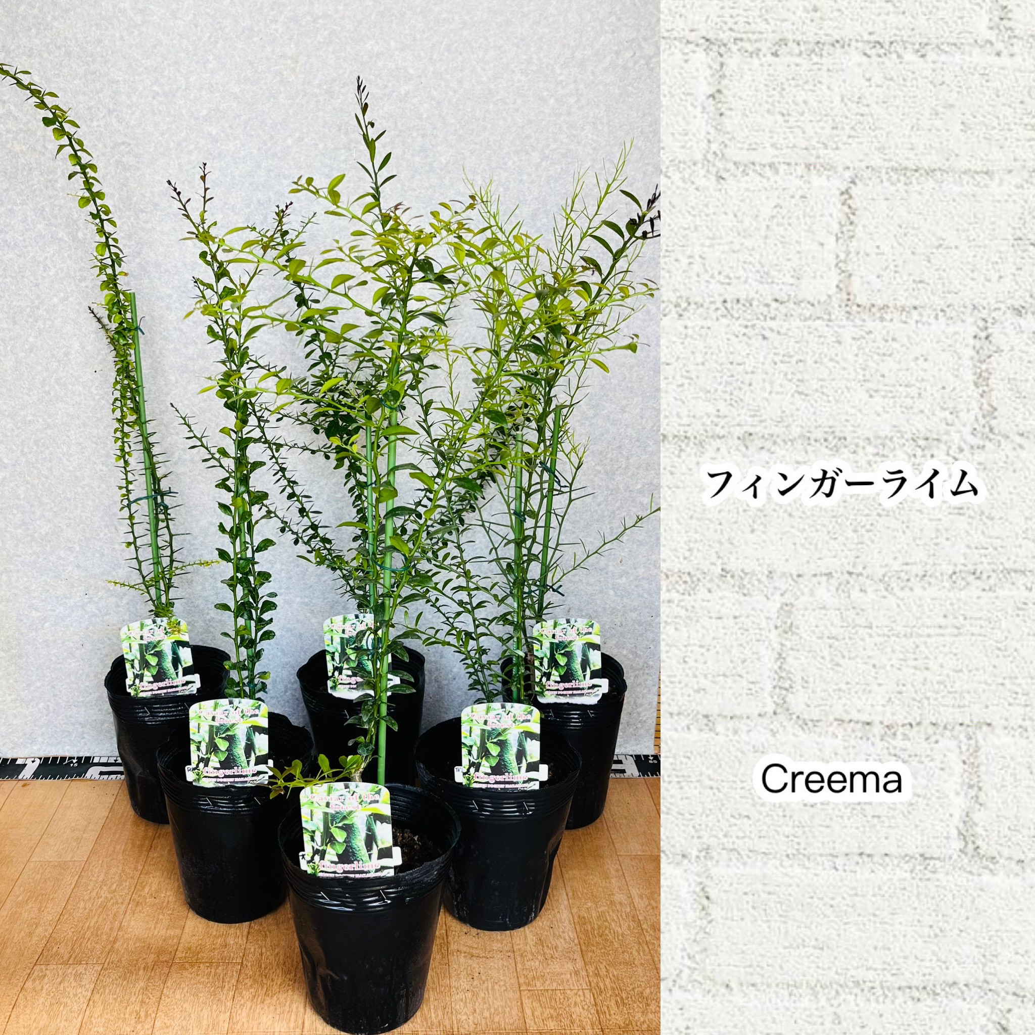 日/祝も発送 ④フィンガーライム リトルルビー大株 実付き 5号鉢物