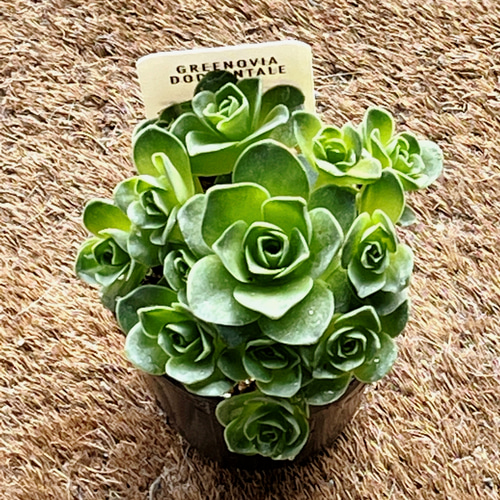 アエオニウム ドドランタリス(グリーンノビア) 多肉植物 Obesa 通販