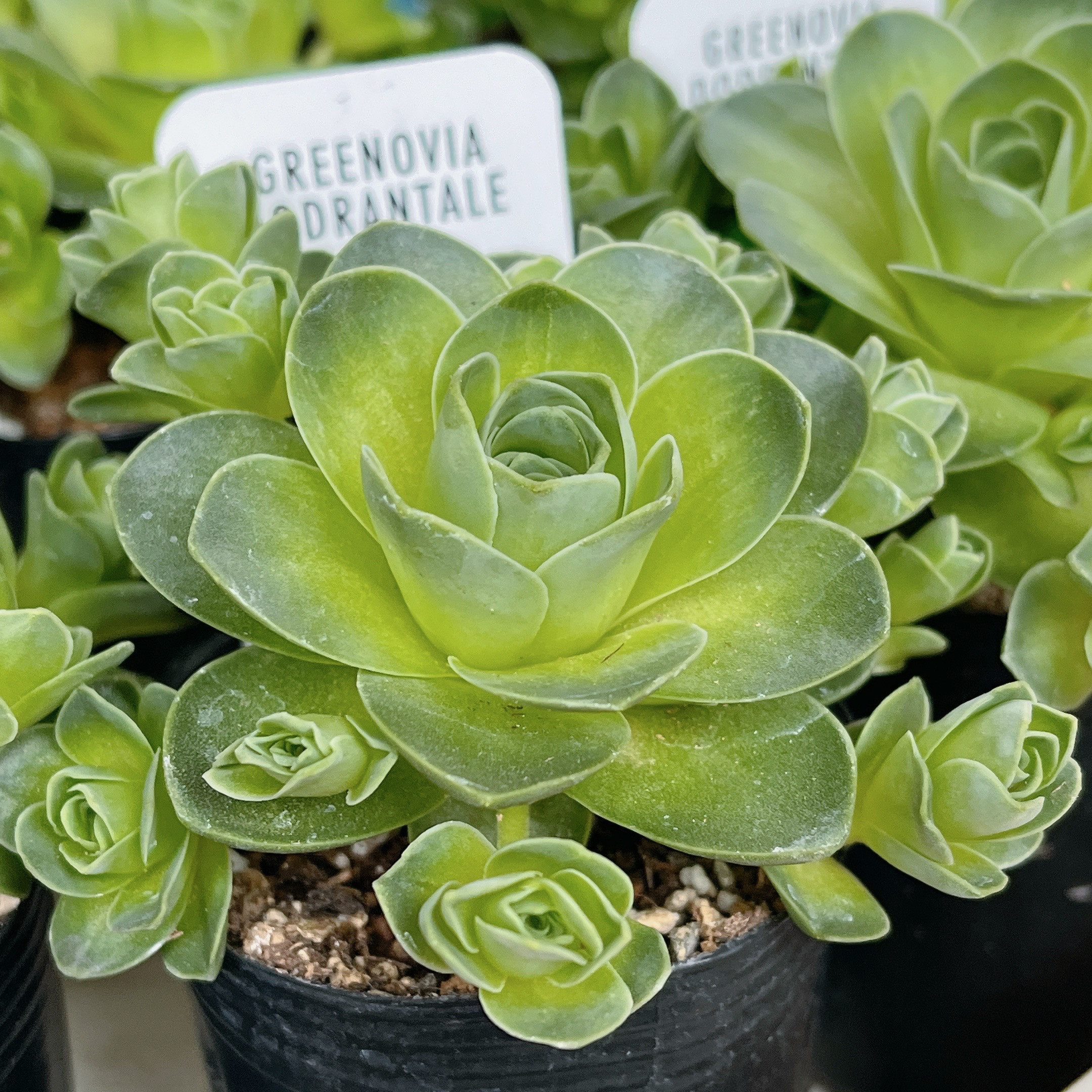 お取り置き 多肉植物 ❁︎フローレンス錦 抜き苗 【公式通販】