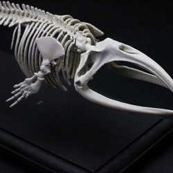 【受注生産】タイセイヨウセミクジラ　縮小全身骨格レプリカ　Ver. 2 7枚目の画像