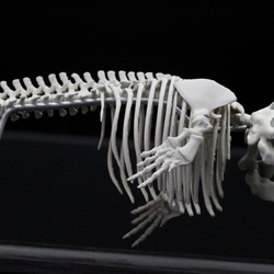 【受注生産】タイセイヨウセミクジラ　縮小全身骨格レプリカ　Ver. 2 10枚目の画像