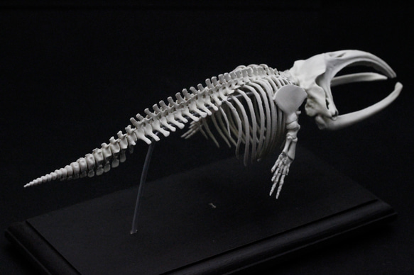 【受注生産】タイセイヨウセミクジラ　縮小全身骨格レプリカ　Ver. 2 9枚目の画像