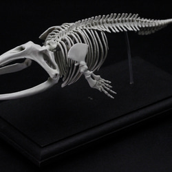 【受注生産】タイセイヨウセミクジラ　縮小全身骨格レプリカ　Ver. 2 2枚目の画像