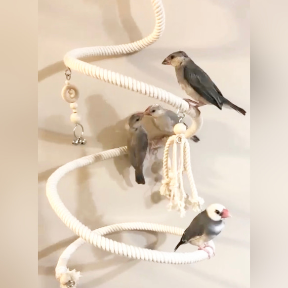 安全で安心《くるくるシャンデリア》文鳥さん,セキセイさんサイズ✩.*˚鳥おもちゃ インコおもちゃ 文鳥ブランコ 3枚目の画像