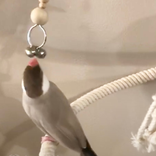 安全で安心《くるくるシャンデリア》文鳥さん,セキセイさんサイズ