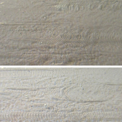 ブルズアイ フュージング用板ガラス240 クリア 他端材いろいろ