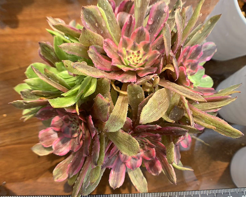 アエオニウム　蛍火花顔粉黛（ピンクディジー変異種） 抜き苗　子株がいっぱい アエオニウム 蛍火花顔粉黛（ピンクディジー変異種） 抜き苗 子株が