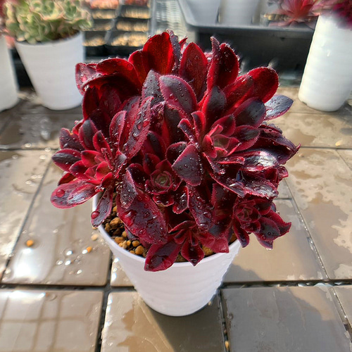 農園直売 多肉植物 寄せ植え アエオニウム属 メデューサ（群）美苗