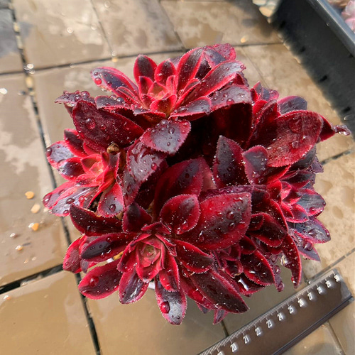 農園直売 多肉植物 寄せ植え アエオニウム属 メデューサ（群）美苗