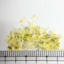 かすみフレーク　Dイエロー  花材　DIY　花弁　フレーク ドライフラワー　染め　黄色 3枚目の画像