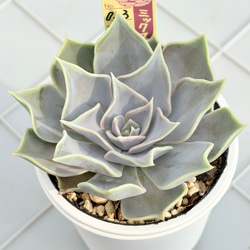ミセスジョゼフィー センペルビウム 多肉植物 多肉植物 kanomarihome