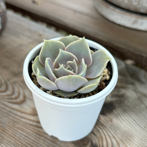 おらいさん苗　ミックスベリア　美紫妃　抜き苗 抽選販売【おらいさん苗】紫紺の矢 | cottage garden