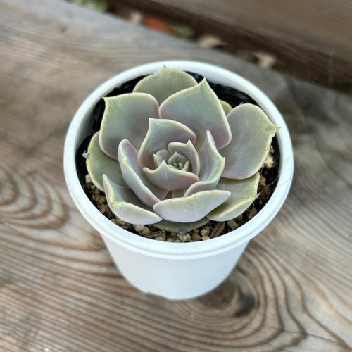 藤紫 ミックスベリア おらいさん苗 多肉植物 多肉植物