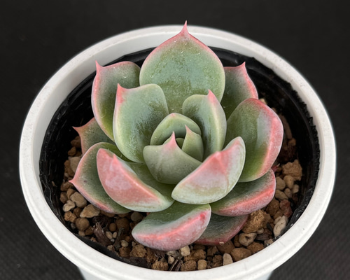 うぐいす 札 ポットごと おらいさん苗ミックスベリア 円 雲の花