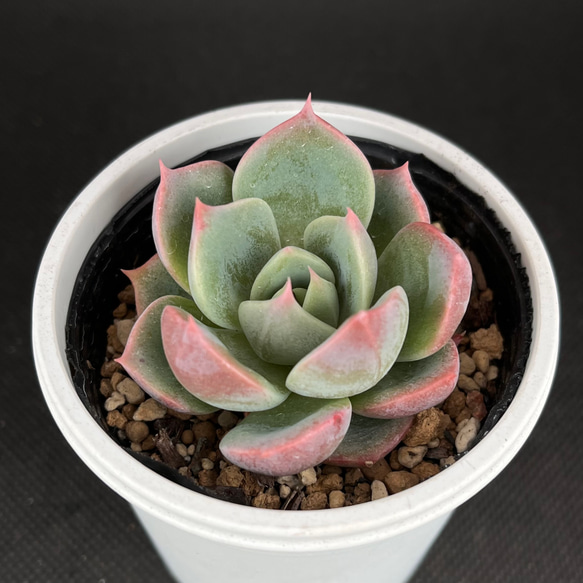 うぐいす ミックスベリア おらいさん苗 多肉植物 多肉植物  