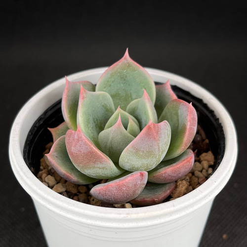 うぐいす ミックスベリア おらいさん苗 多肉植物 多肉植物