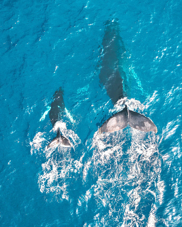 <再販＞ ターコイズブルーのホエールテールピアス　クジラの尾ひれピアス 3枚目の画像