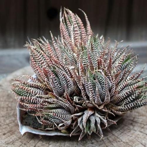 アワビの殻／あわび／鮑／アバロンシェル／12センチ前後 5枚セット