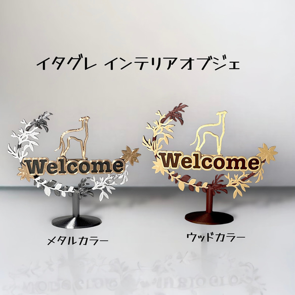 SALE中】イタリアングレーハウンド イタグレ／ウィペット ウェルカム