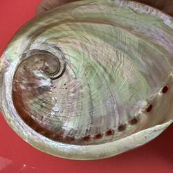 アワビ貝殻　2枚セット 17枚目の画像