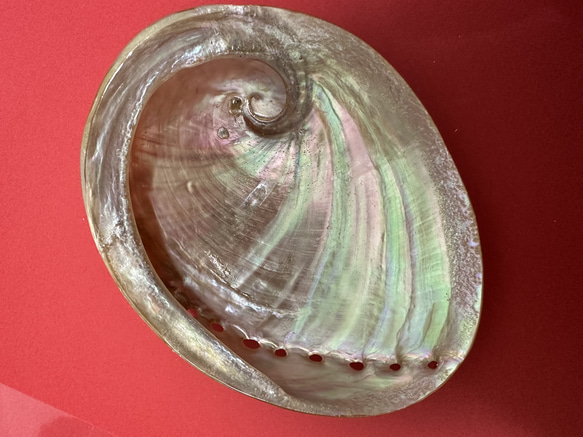 アワビ貝殻　2枚セット 3枚目の画像