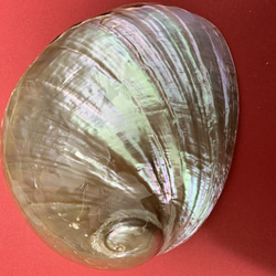 アワビ貝殻　2枚セット 1枚目の画像