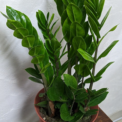 ザミオクルカス　元気な子　育てやすい観葉植物 5枚目の画像