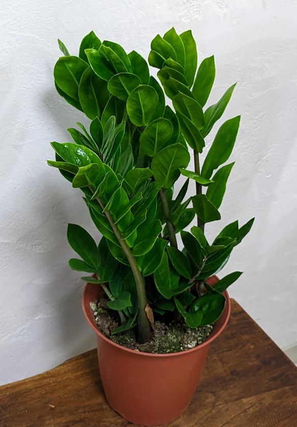 ザミオクルカス　元気な子　育てやすい観葉植物 2枚目の画像