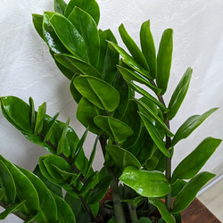 ザミオクルカス　元気な子　育てやすい観葉植物 7枚目の画像