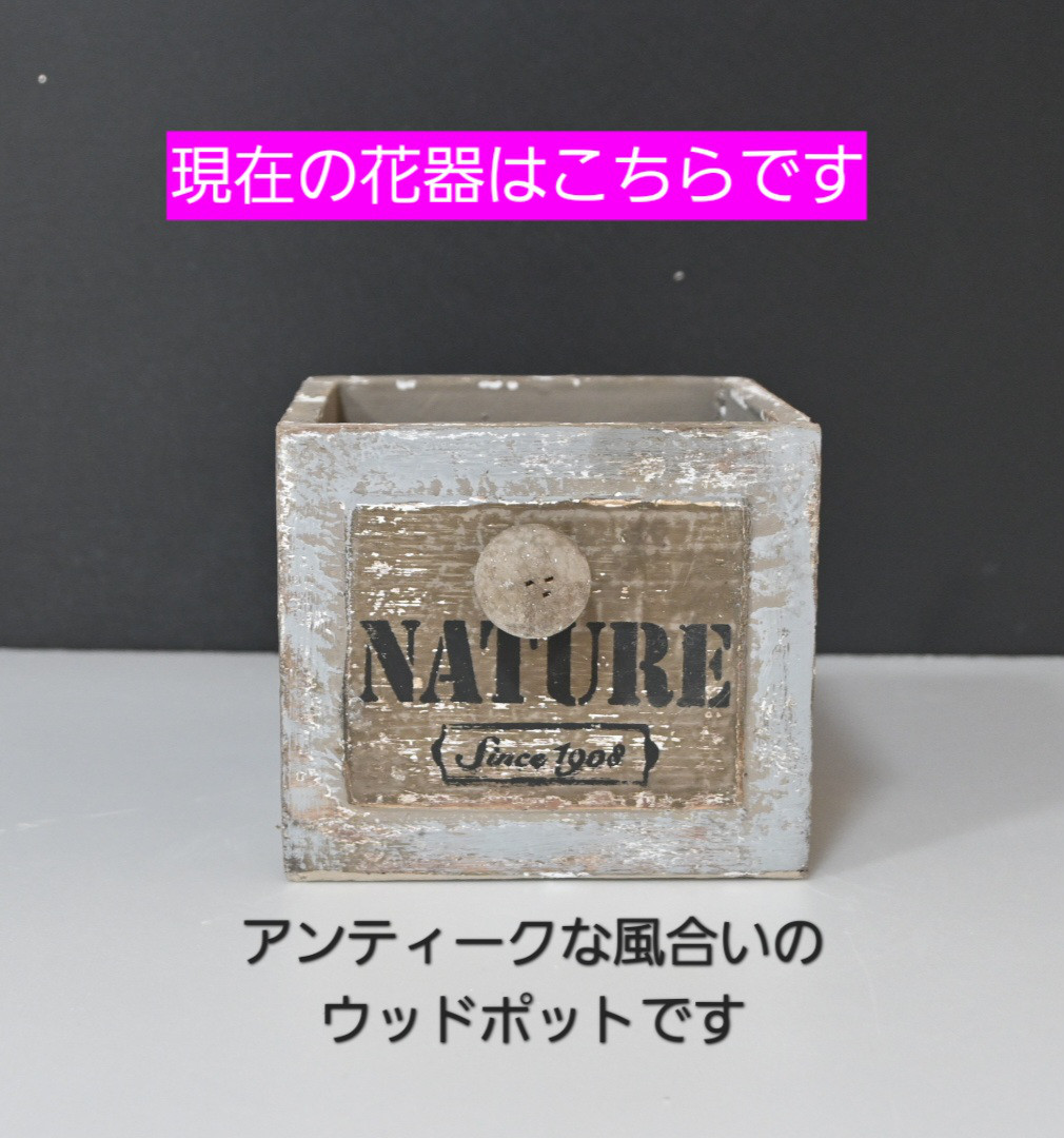 フラワーペット【トイプードル・淡い茶色】プリザーブドフラワー 犬 花 カーネーション プレゼント お供え 誕生日 母の日