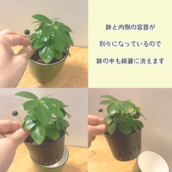 【育てやすい】観葉植物 サンスベリア　ハイドロカルチャー　 ⭐︎同梱割引あり⭐︎ 5枚目の画像