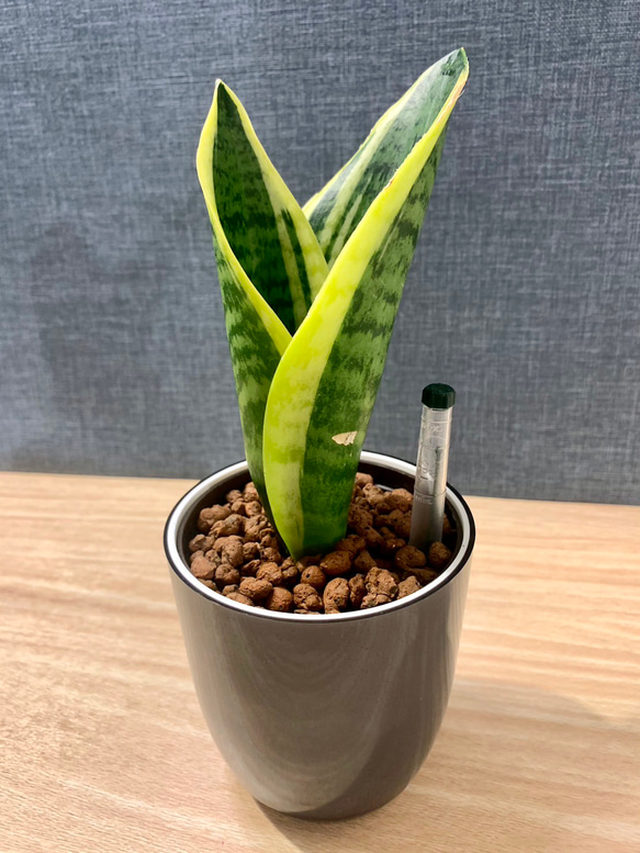 育てやすい】観葉植物 サンスベリア ハイドロカルチャー ⭐︎同梱割引