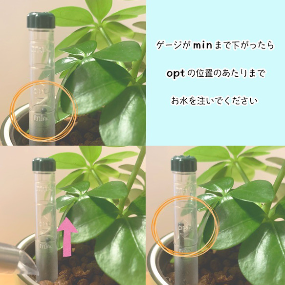 【育てやすい】観葉植物 サンスベリア　ハイドロカルチャー　 ⭐︎同梱割引あり⭐︎ 4枚目の画像