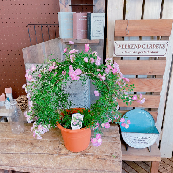 現品ラスト！アーチ型つるバラ♡八女津姫【毎年楽しめる可愛い小輪