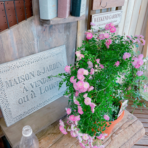 現品ラスト！アーチ型つるバラ♡八女津姫【毎年楽しめる可愛い小輪