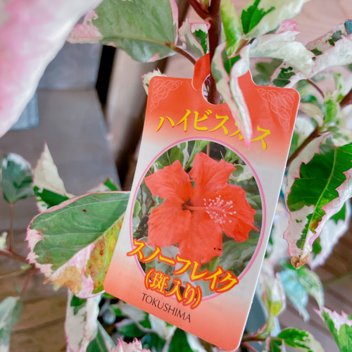 ラスト！斑入りハイビスカス♡スノーフレイク【毎年楽しめる赤のお花