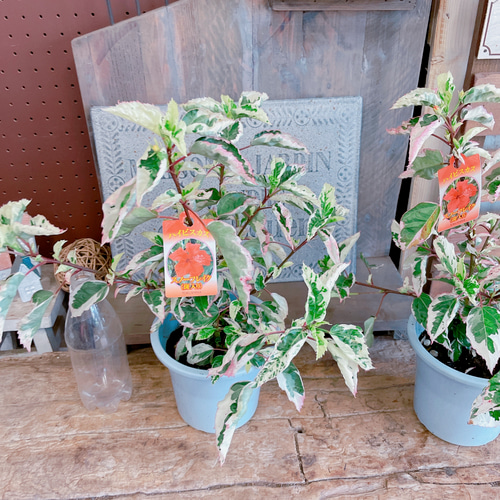 ラスト！斑入りハイビスカス♡スノーフレイク【毎年楽しめる赤のお花 