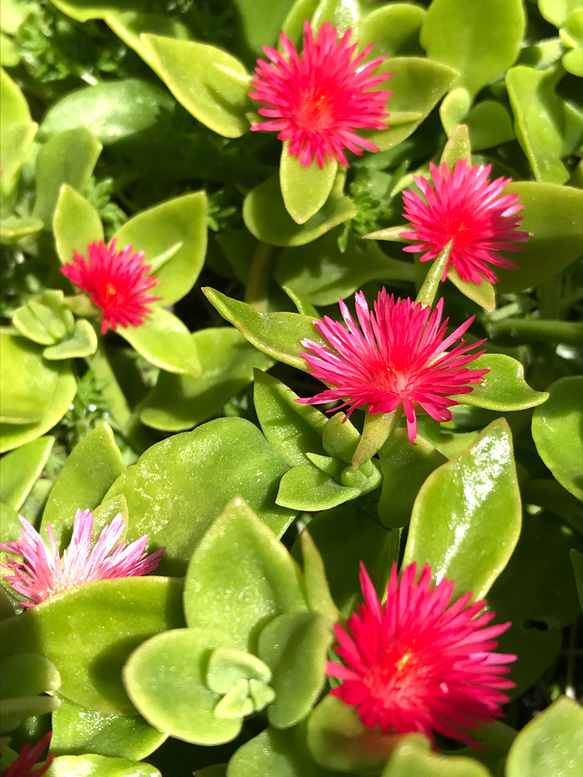 ベビーサンローズ カット苗 5本 その他インテリア雑貨 ☆e☆k☆ 通販  