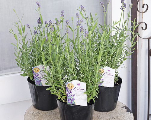 イングリッシュラベンダー セリーヌ 約35cm 20苗セット 花苗 イングリッシュラベンダー セリーヌ 3.5号 多年草 ハーブ