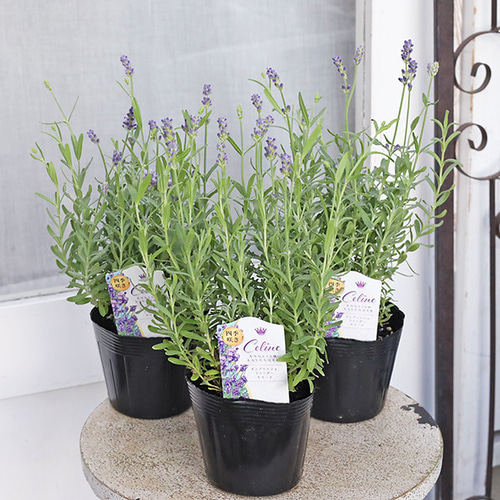 イングリッシュラベンダー セリーヌ 約35cm 20苗セット 花苗 イングリッシュラベンダー セリーヌ 3.5号 多年草 ハーブ