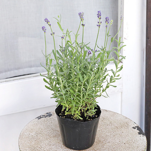 花苗 イングリッシュラベンダー セリーヌ 3.5号 多年草 ハーブ
